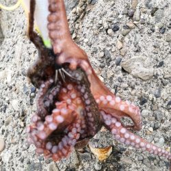 オクトパッシング 15