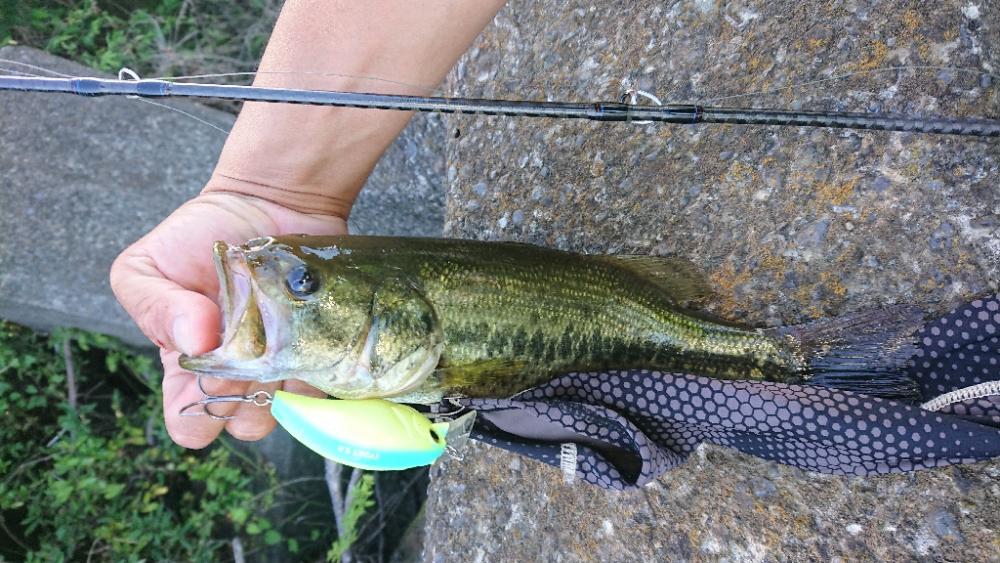 クランクで2本 相模川 クランクベイト ブラックバス 釣果情報サイト カンパリ クランクで2本 相模川 クランクベイト ブラックバス 釣果情報サイト カンパリ