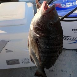 紀州釣りに挑戦