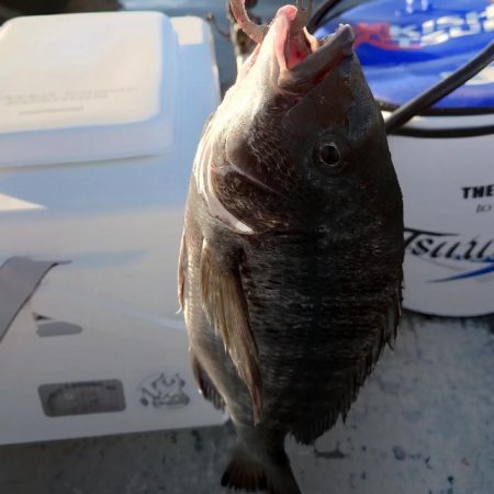 紀州釣りに挑戦