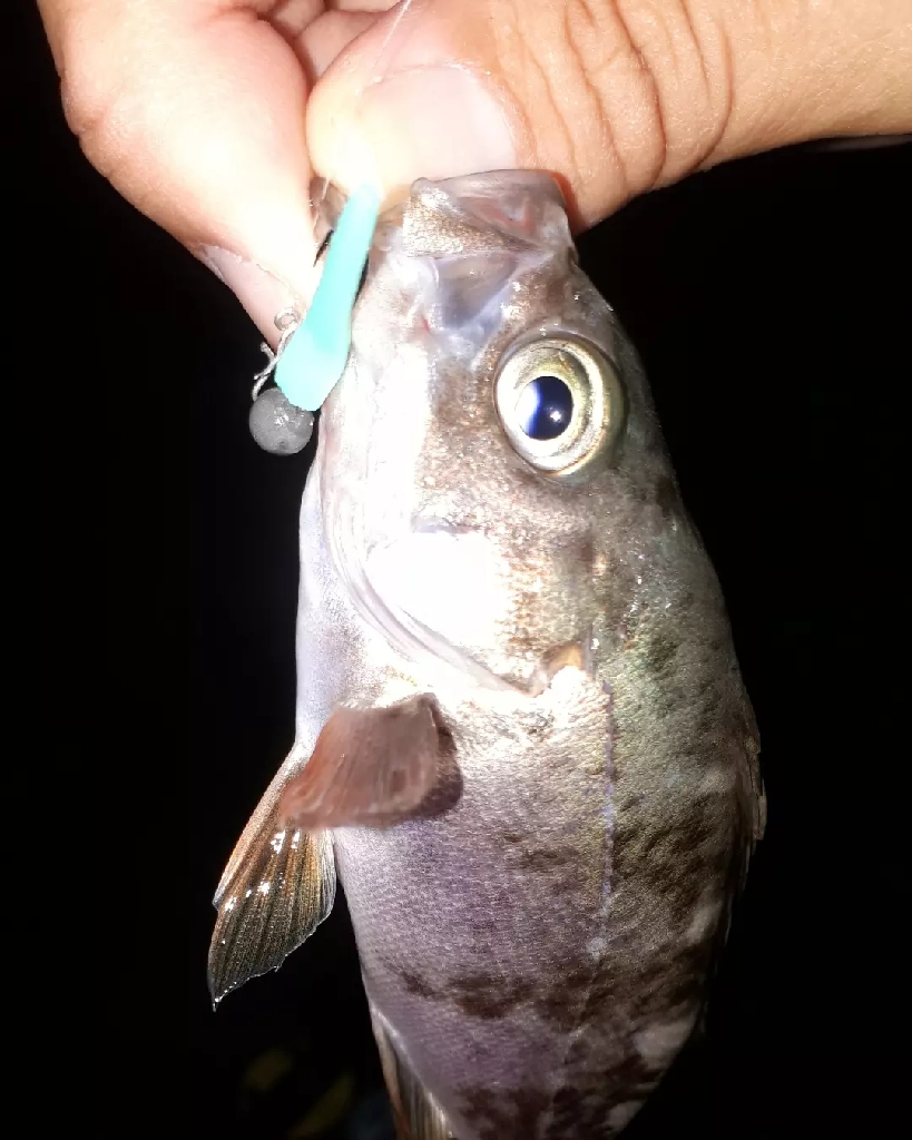 梅雨明けメバル