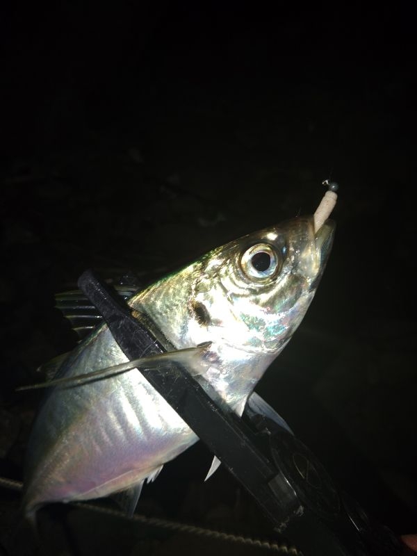 (尺アジ)フロートゲーム～