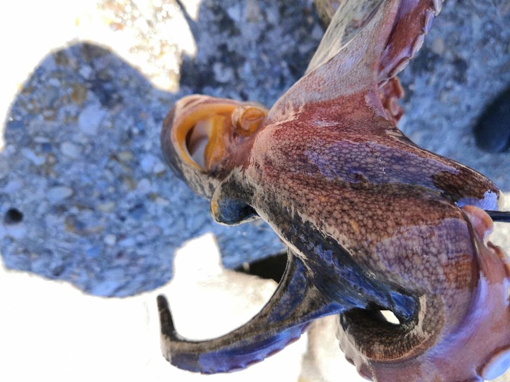 オクトパッシング 16