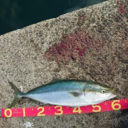 ショアジギング