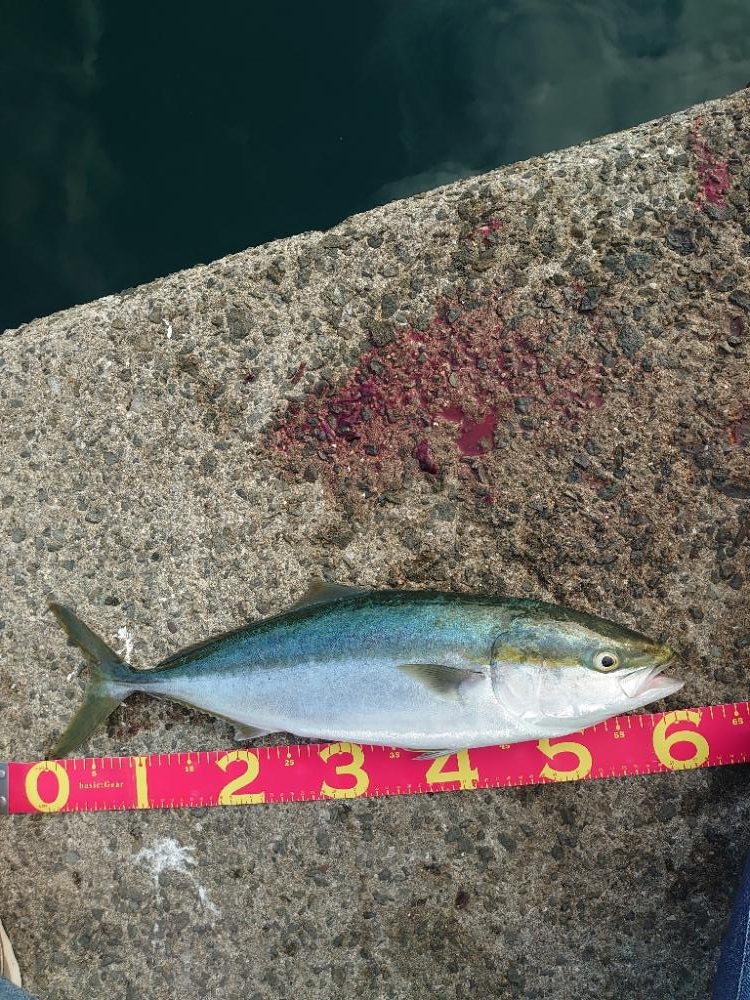 ショアジギング