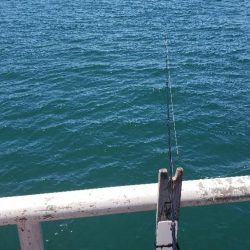 ハマチ釣れた‼️