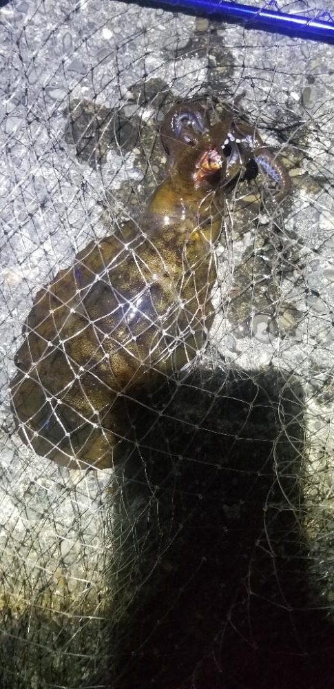 エギングメインの五目釣り