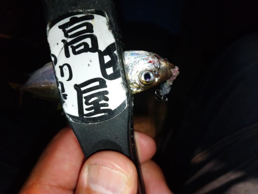 今夜も豆アジング