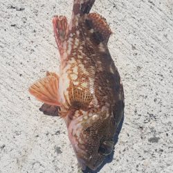 アジング@新宮周辺