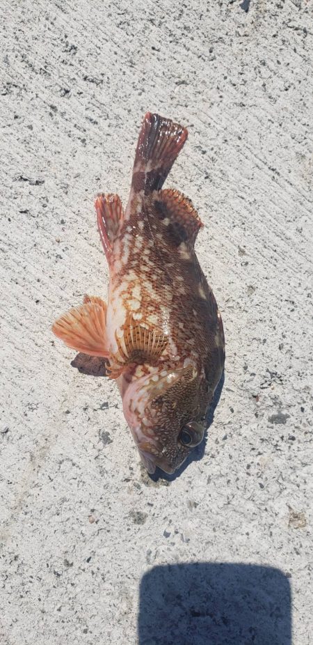 アジング@新宮周辺