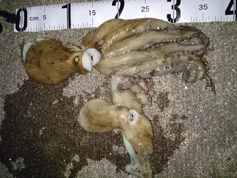 オクトパッシング