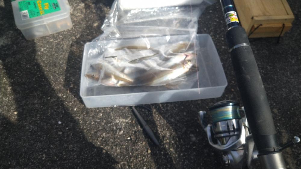 チョイ投げキス釣り〜いつものポイント入れず〜