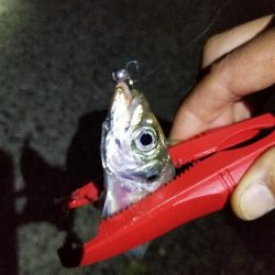仕事帰りに🎣