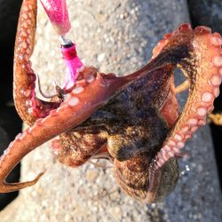 オクトパッシング 20