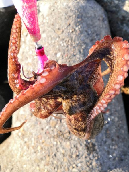 オクトパッシング 20