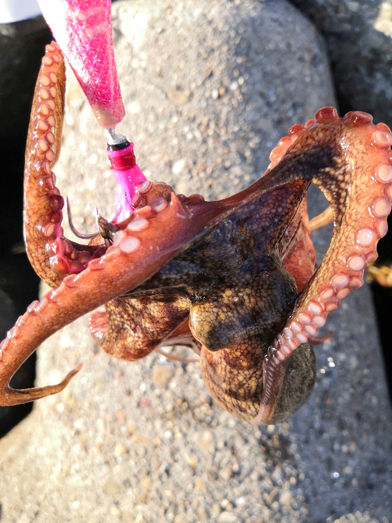 オクトパッシング 20