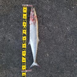 ついに！80㎝オーバー