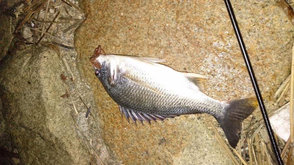 久々のスピニング