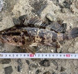 タケノコメバルの穴釣り