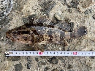 タケノコメバルの穴釣り