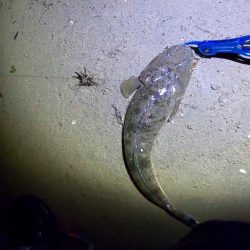 フリリグdeマゴチ