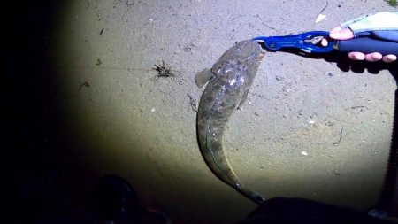 フリリグdeマゴチ