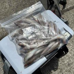 姫路から赤穂までキスの群れ探し