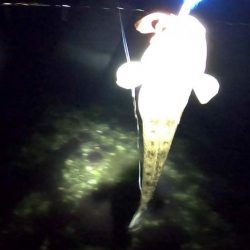 フリリグでチニング