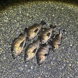 二見メバリング|梅雨メバル終盤も20UP連発!