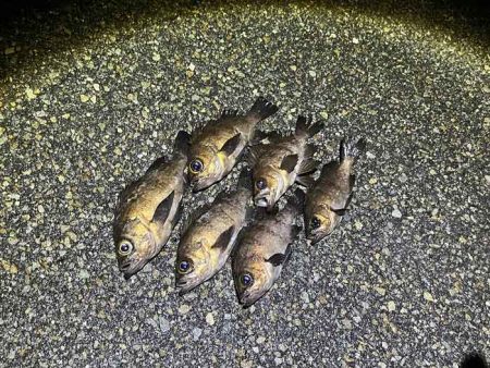 二見メバリング｜梅雨メバル終盤も２０ＵＰ連…