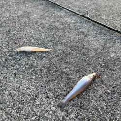 苅屋波止で早朝キス釣り絶好調！