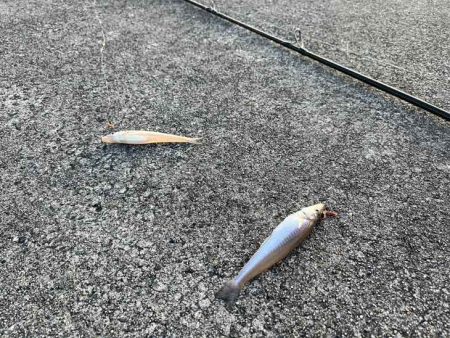 苅屋波止で早朝キス釣り絶好調！