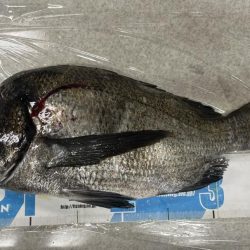 アジングのはずだったんですが、、、