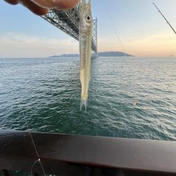 ひでりアジ渋い！