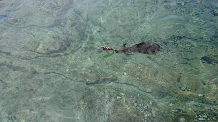 対馬エギング釣果