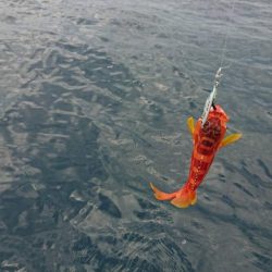 壱岐ではなく対馬ですが……