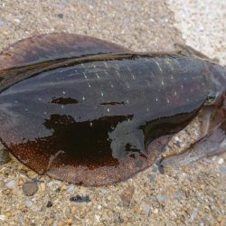 対馬エギング釣果