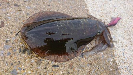 対馬エギング釣果