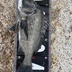 3釣行連続60匹超え‼️