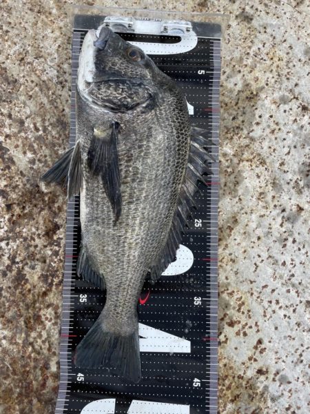 3釣行連続60匹超え‼️