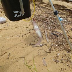 キス29cm/チヌ49cm