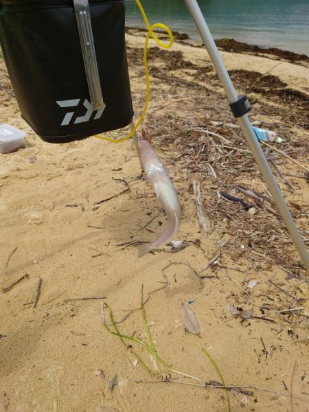 キス29cm/チヌ49cm