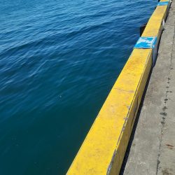 尺アジ釣れず😅