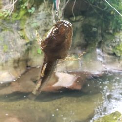 台風に期待するも全く降ってなかった