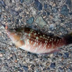 連休最後の日はタケノコメバル