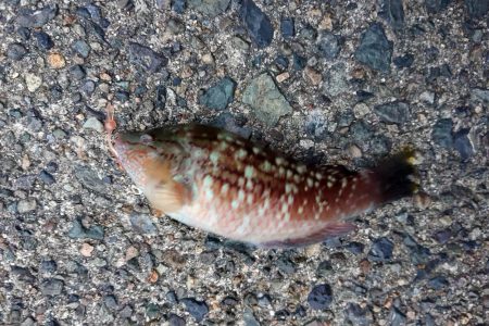 連休最後の日はタケノコメバル