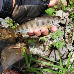 増水期待したけど、、、