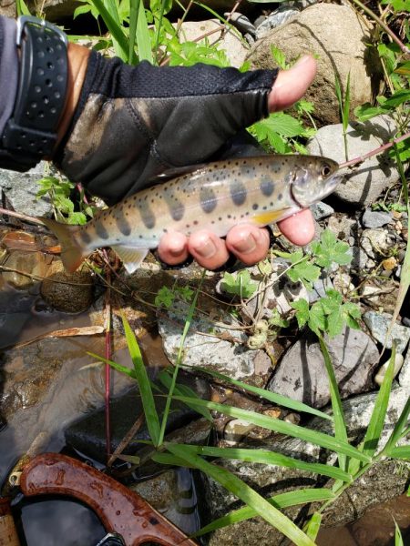 増水期待したけど、、、