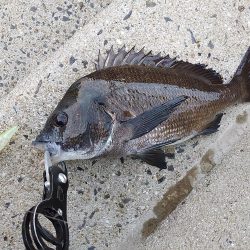 やっぱりチヌしか…