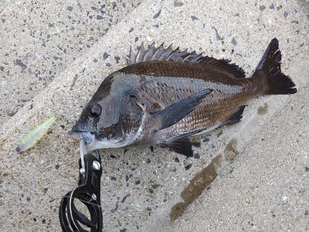 やっぱりチヌしか…